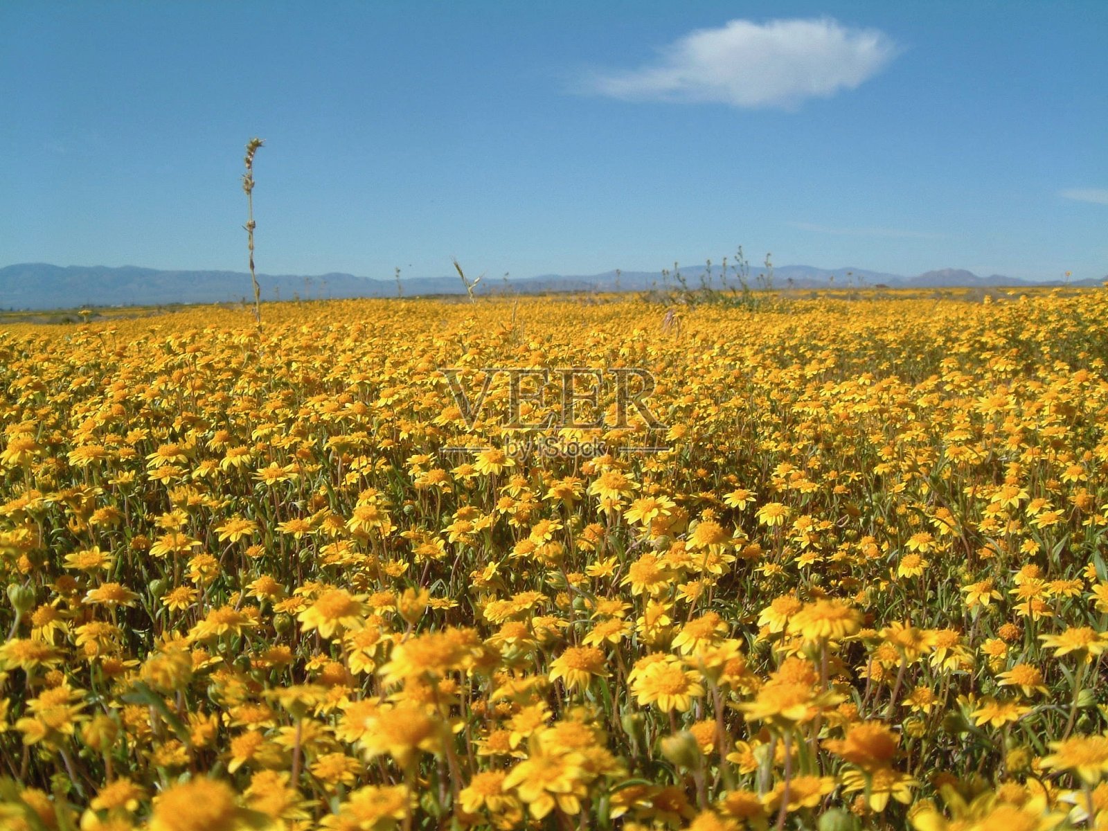 美国人的生活/美国人的生活/黄土地和蓝天。照片摄影图片