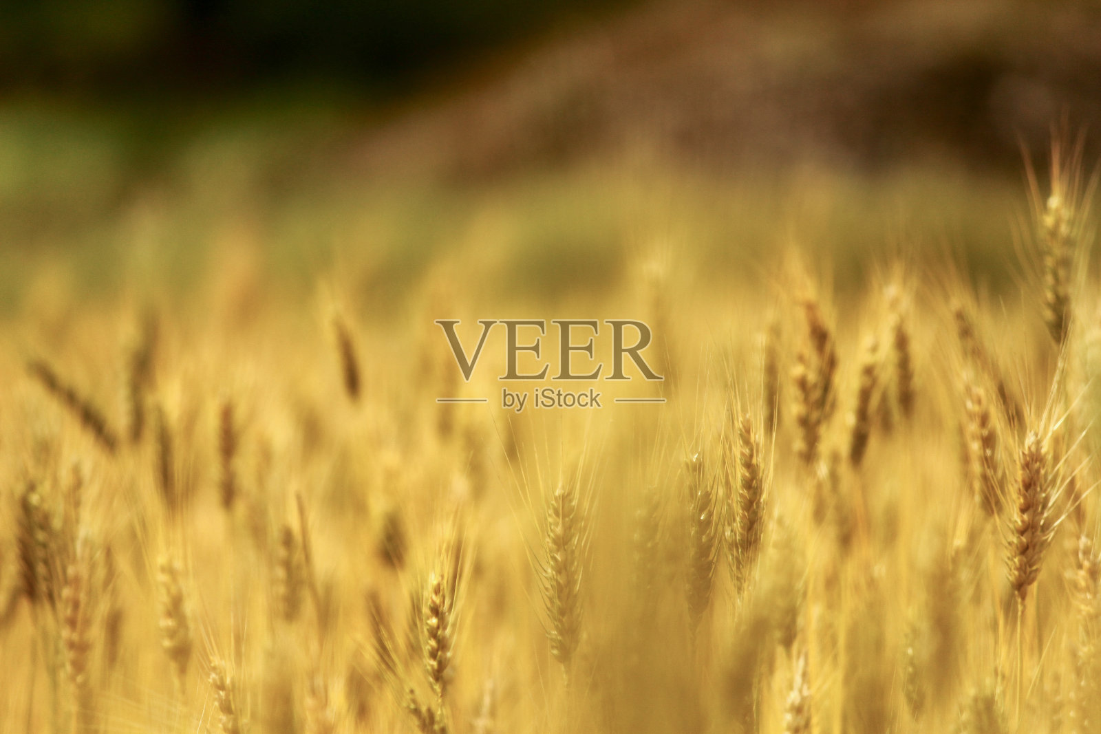 小麦谷物农业区照片摄影图片