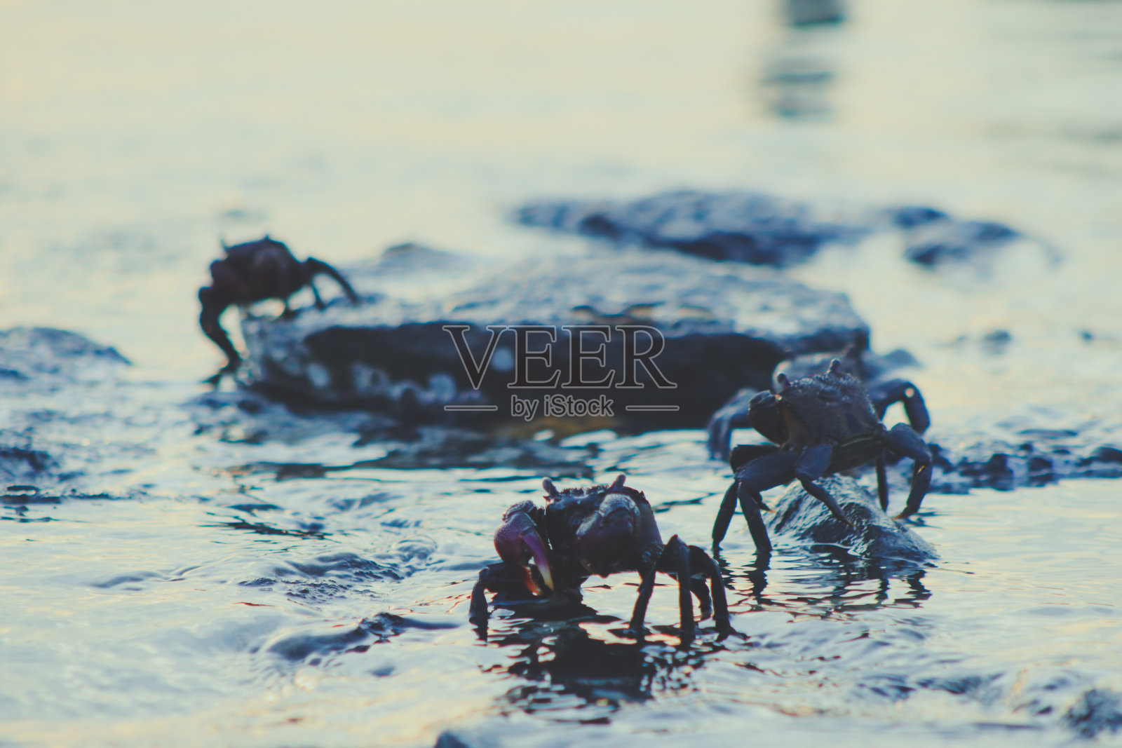 石头里的螃蟹照片摄影图片