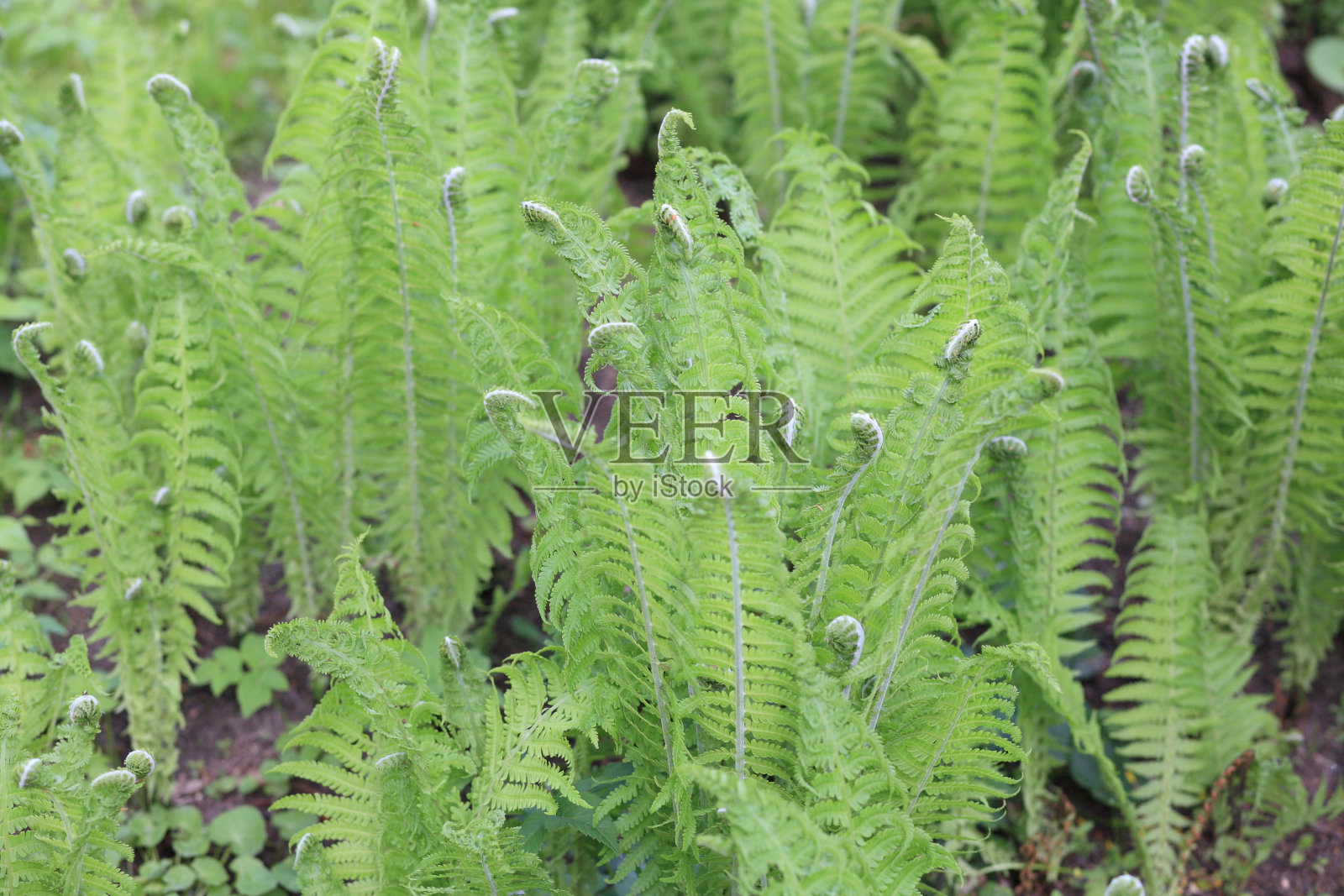 白天的绿蕨照片摄影图片