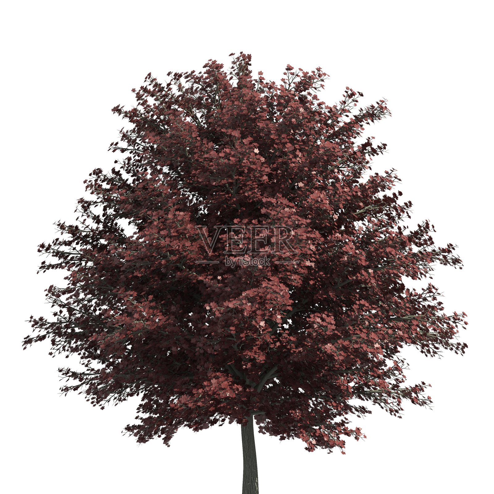 树的3d插图孤立在白色的背景照片摄影图片