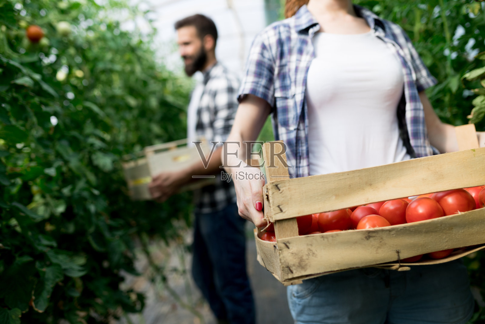 在温室里种西红柿的女人和男人照片摄影图片