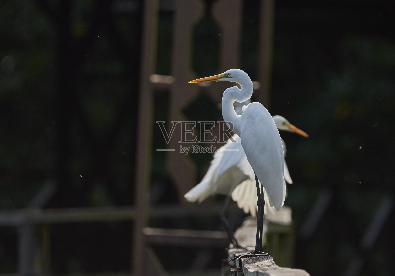 大白鹭照片摄影图片