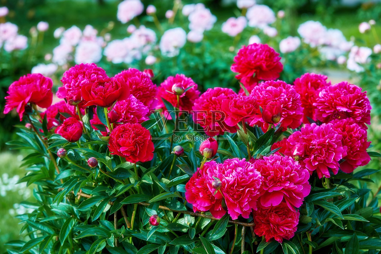 莫斯科植物园春日盛开的红艳艳的牡丹照片摄影图片