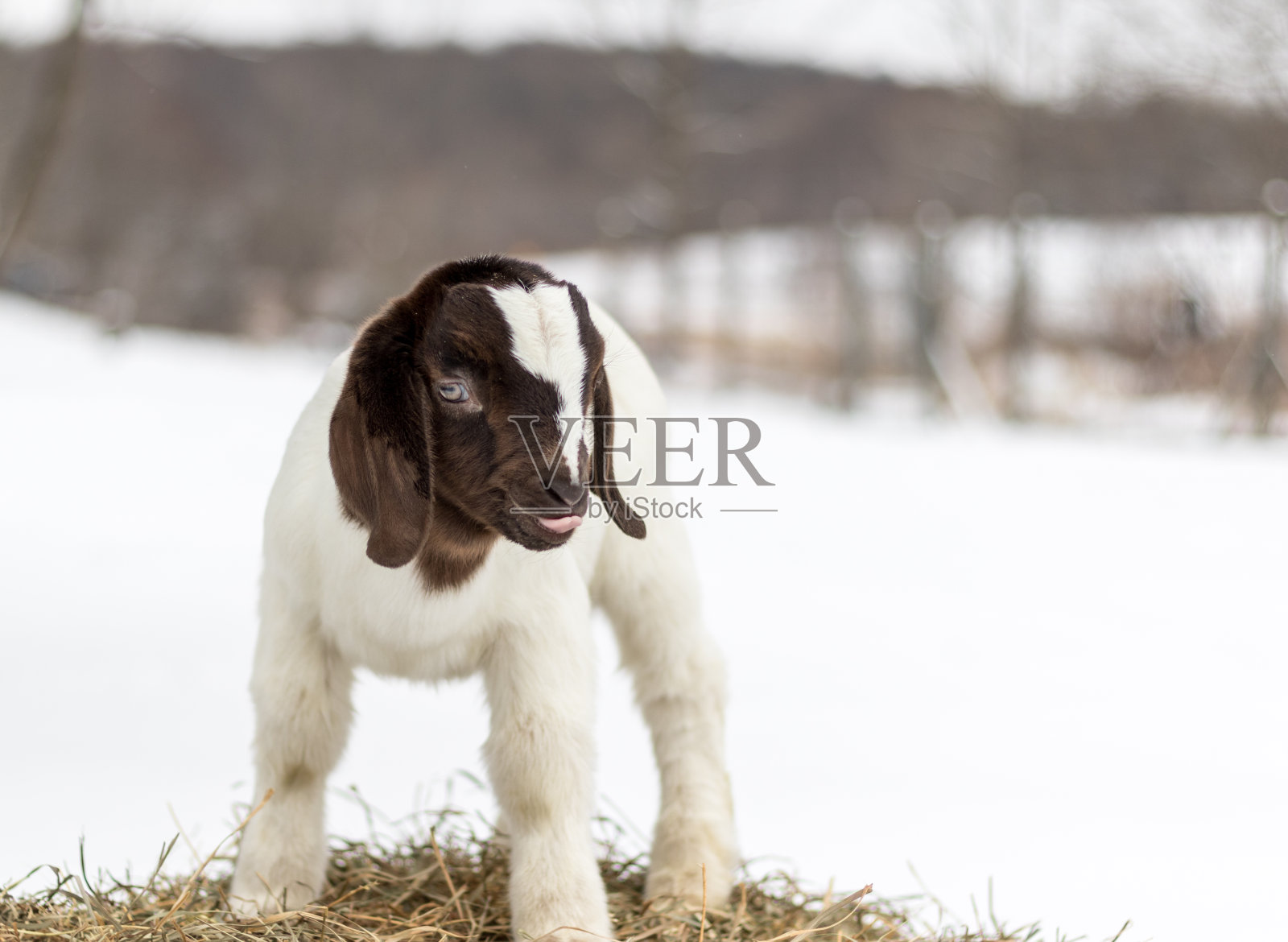 可爱的小波尔山羊在冬天的雪垂下耳朵照片摄影图片