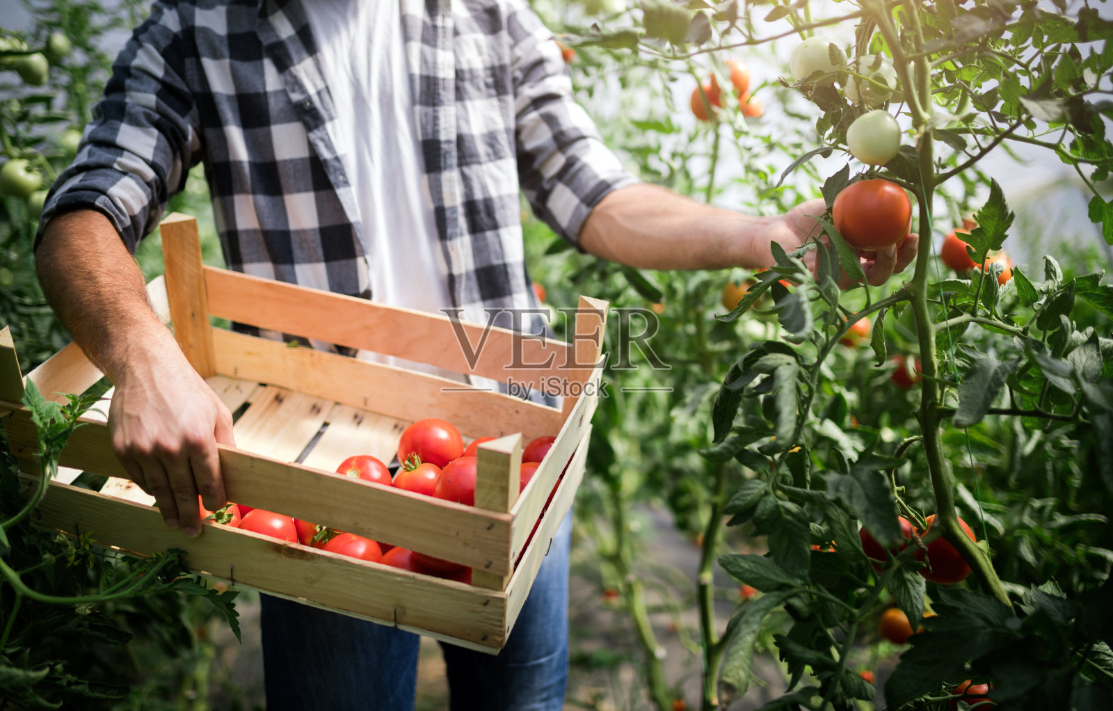 工人们在温室里收获西红柿照片摄影图片