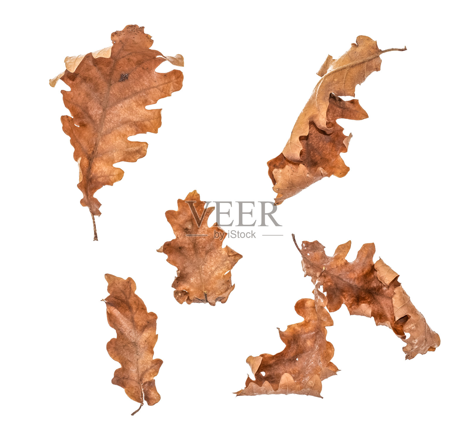 桤木干叶子孤立的白色背景照片摄影图片