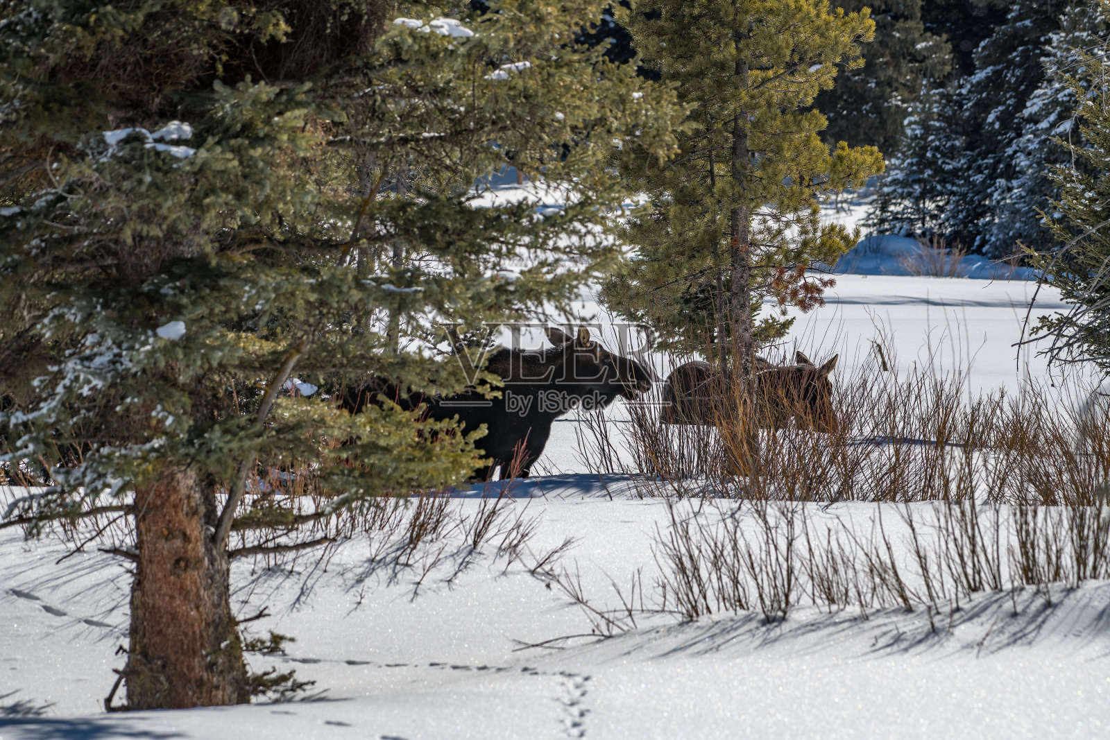 黄石公园积雪很深的驼鹿照片摄影图片