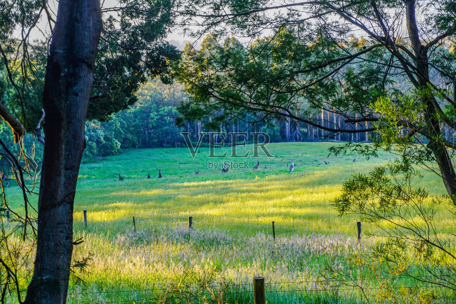 澳大利亚奇妙的内陆照片摄影图片