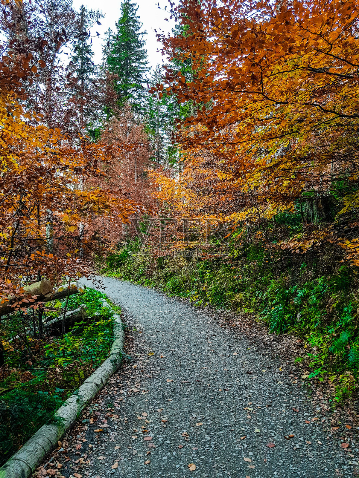 秋天森林里的小路照片摄影图片