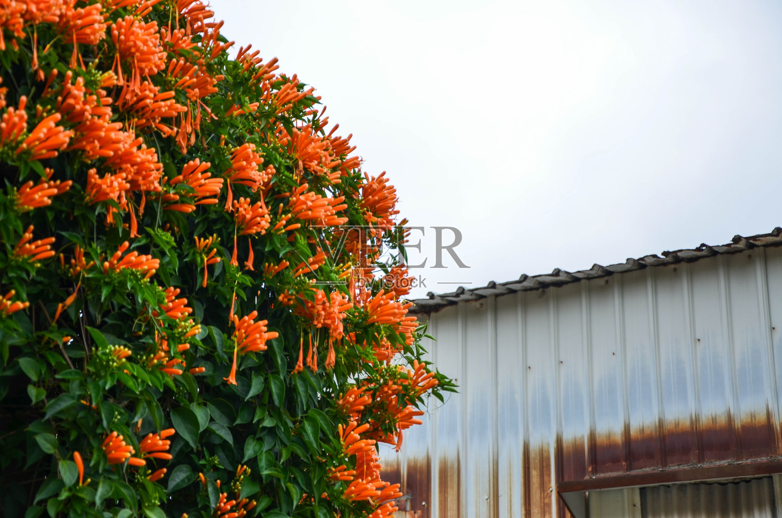 公园里的焦石竹。照片摄影图片