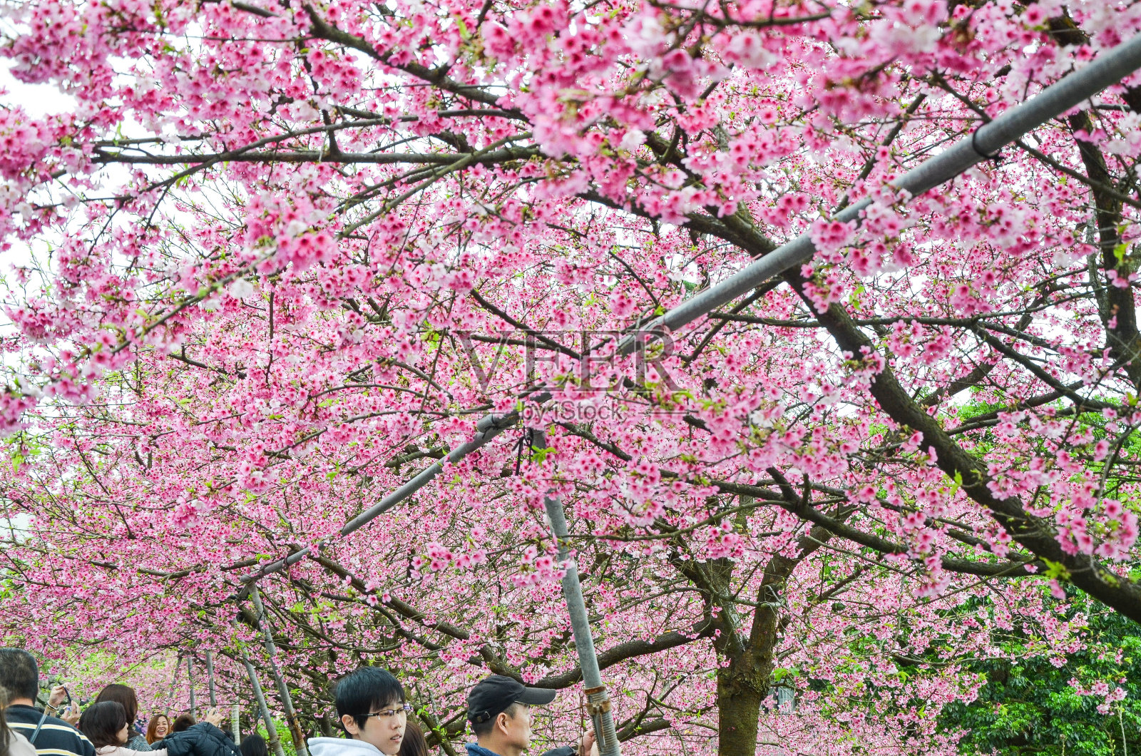 樱花盛开。照片摄影图片
