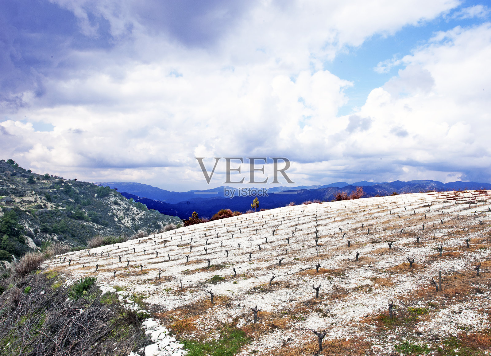 荒凉的春天葡萄园，特鲁多斯山，塞浦路斯照片摄影图片