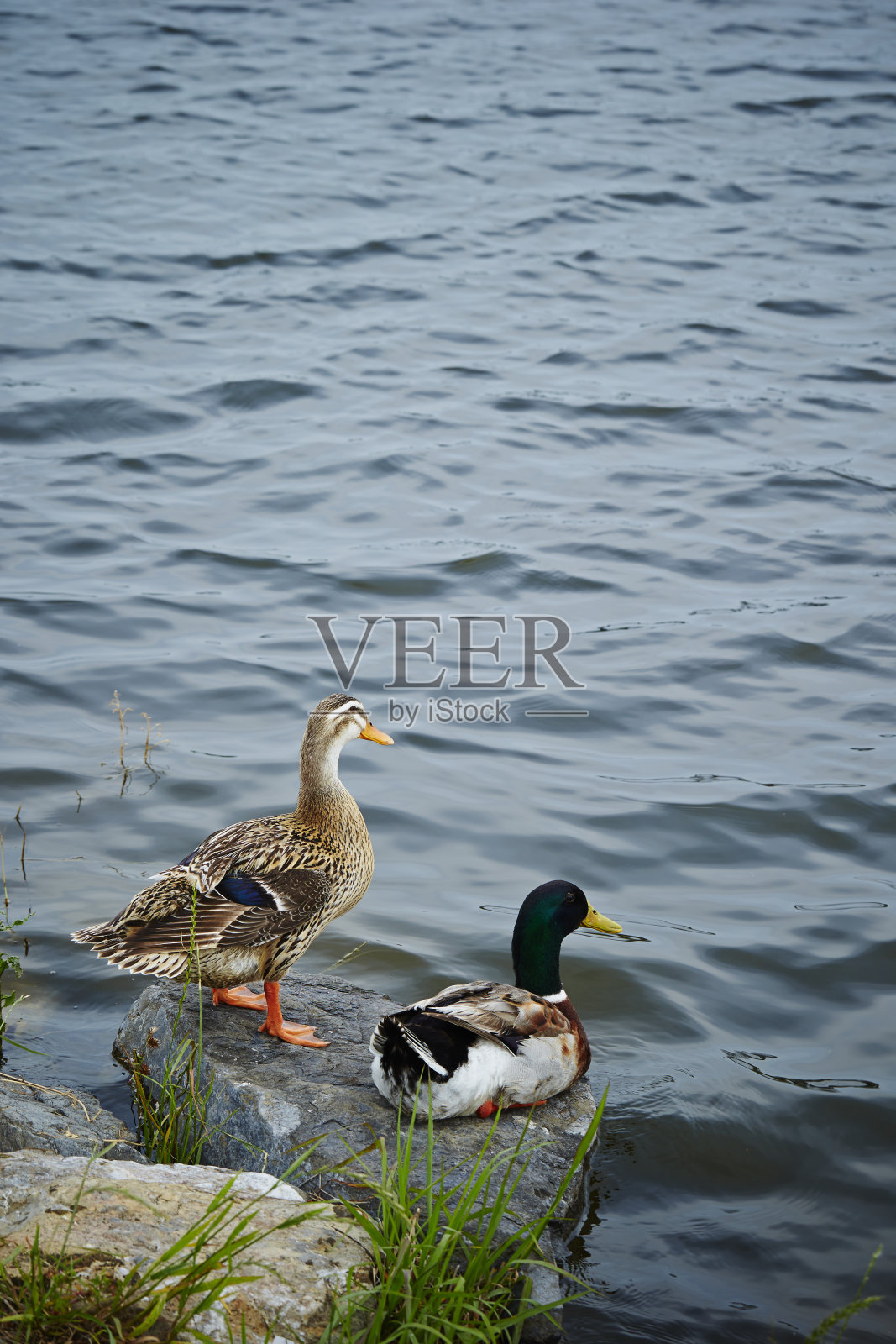 鸭子照片摄影图片