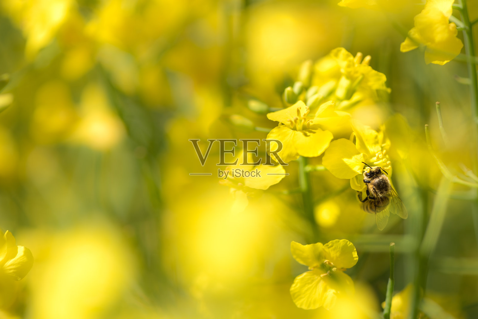 蜜蜂在油菜花上采集花蜜照片摄影图片