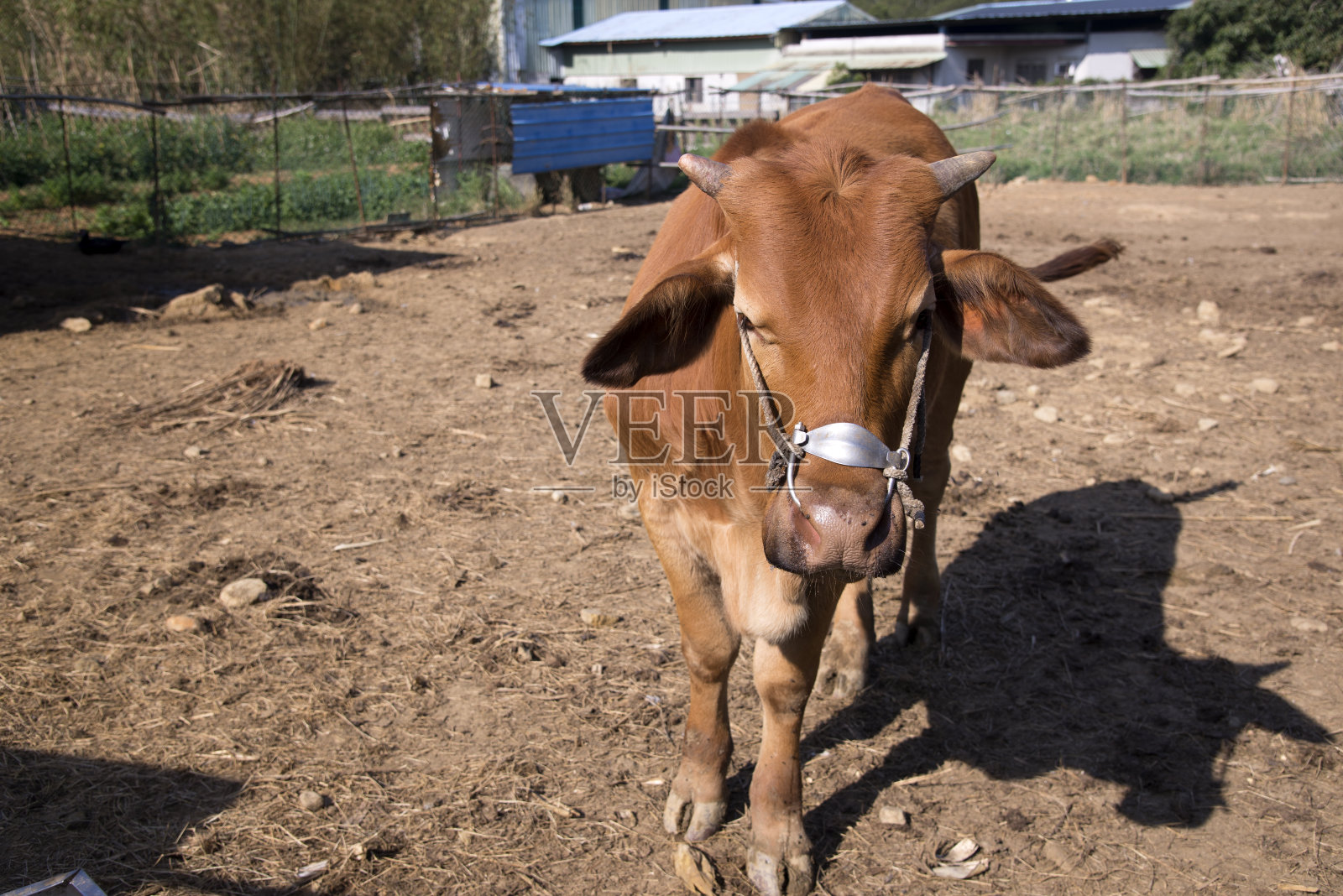 家畜或公牛照片摄影图片