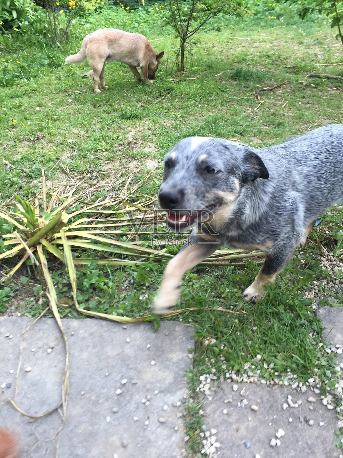 澳大利亚牛死照片摄影图片