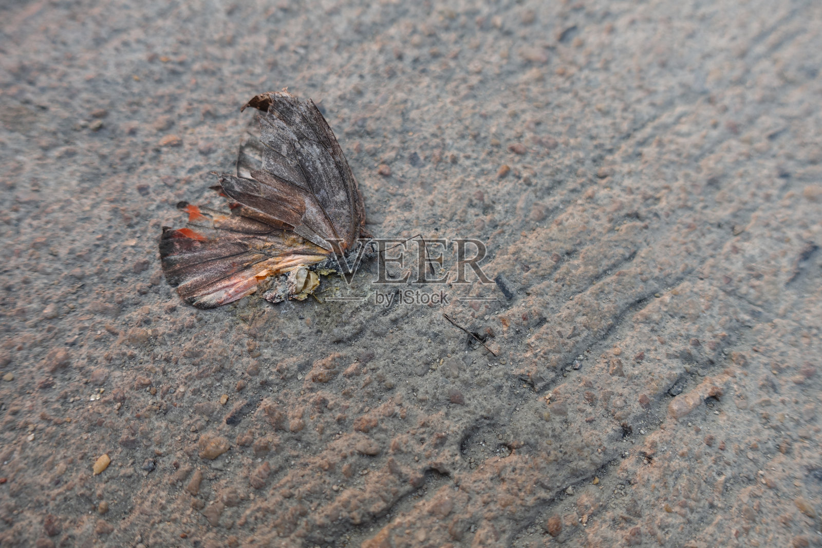 水泥地板上的枯死蝴蝶照片摄影图片
