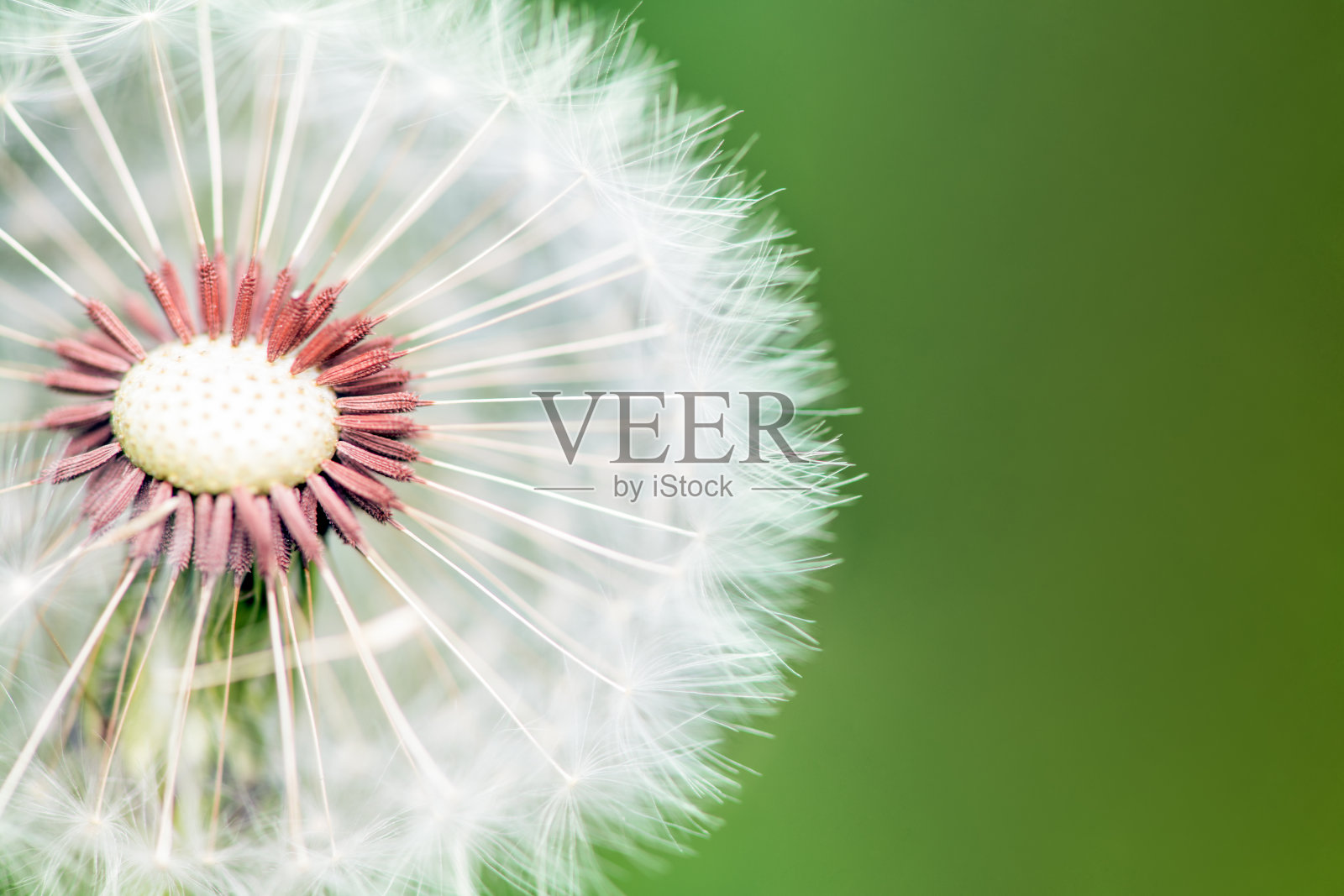 在明亮的绿色背景上的蓬松的蒲公英的横截面照片摄影图片