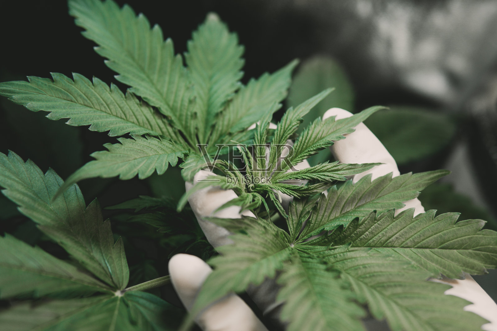 绿色背景，大麻叶，种植大麻indica，大麻CBD，大麻植物，大麻种植照片摄影图片