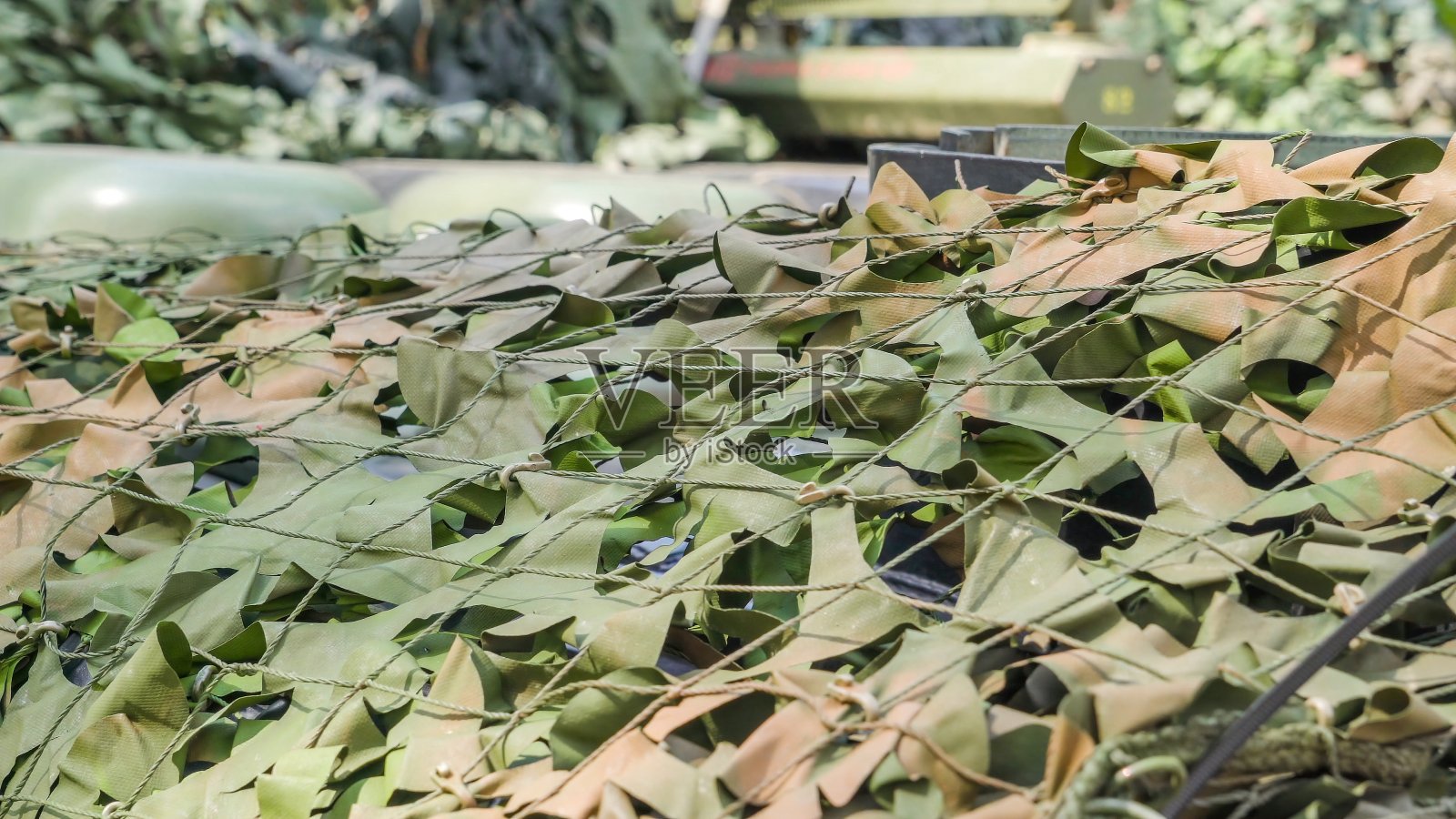 绿色和棕色的叶子在网上照片摄影图片