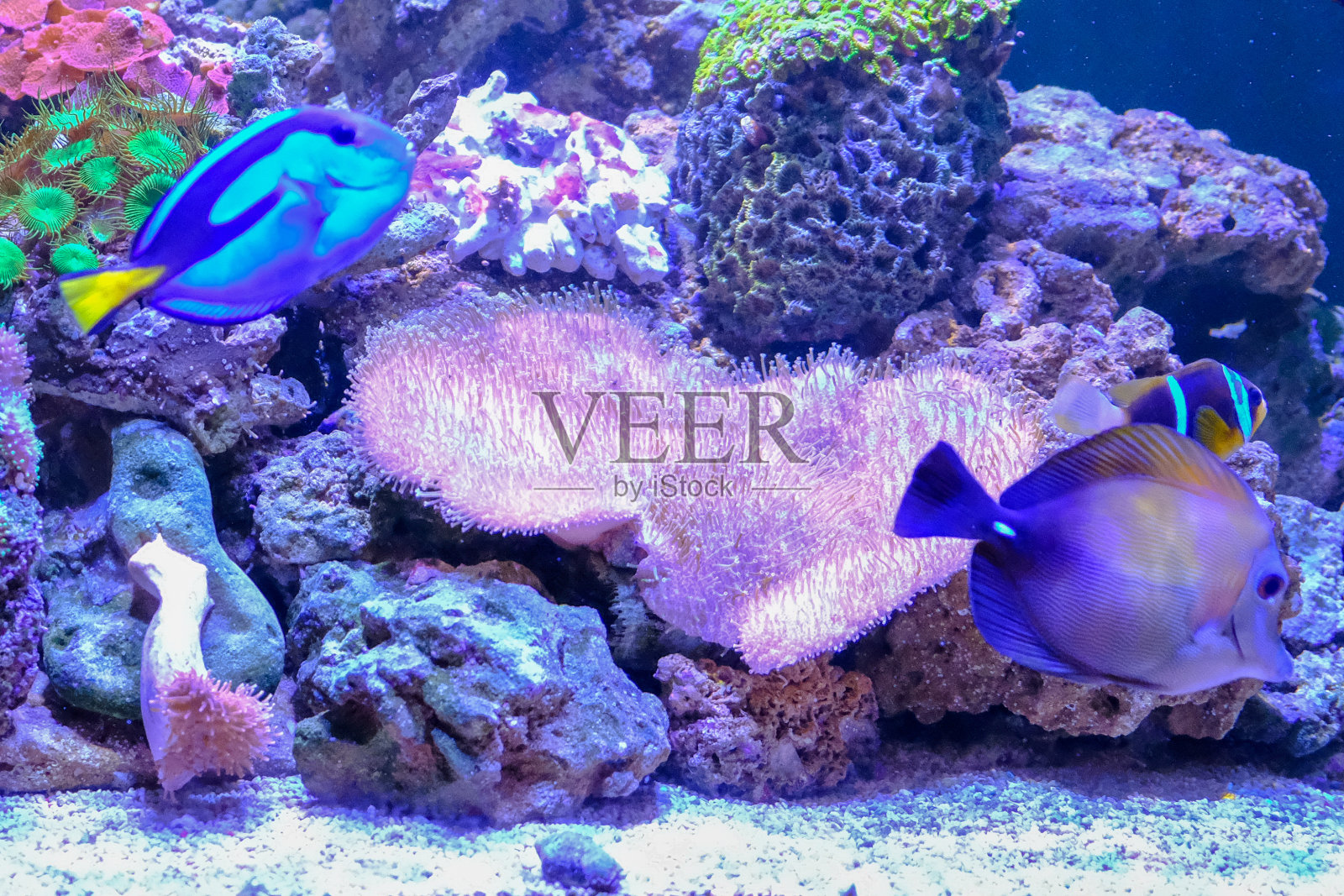 神奇的珊瑚礁水族馆，有很棒的热带鱼照片摄影图片