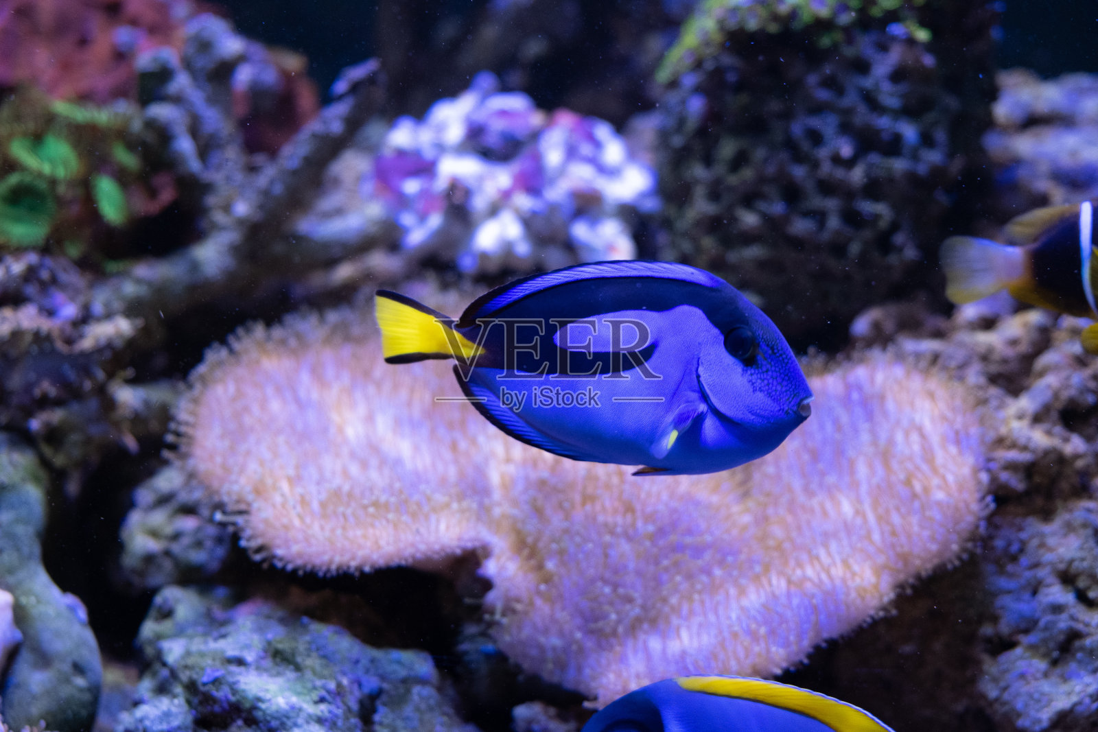 神奇的珊瑚礁水族馆，有很棒的热带鱼照片摄影图片