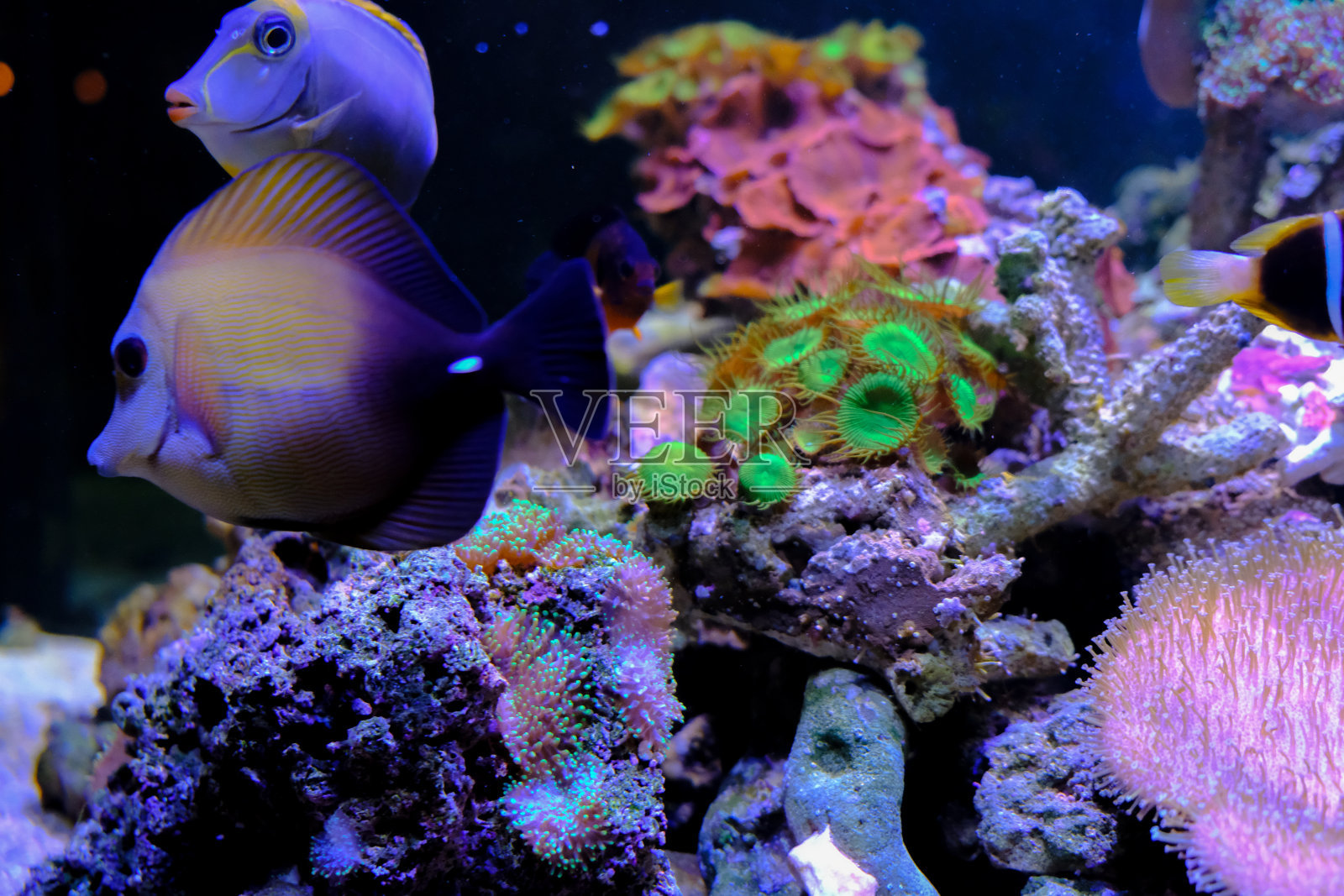 神奇的珊瑚礁水族馆，有很棒的热带鱼照片摄影图片