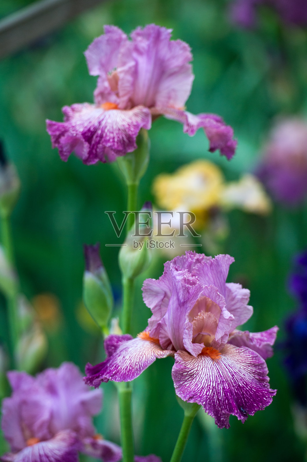 五彩缤纷的蝴蝶花园，多年生花园。园艺。有胡子的虹膜照片摄影图片