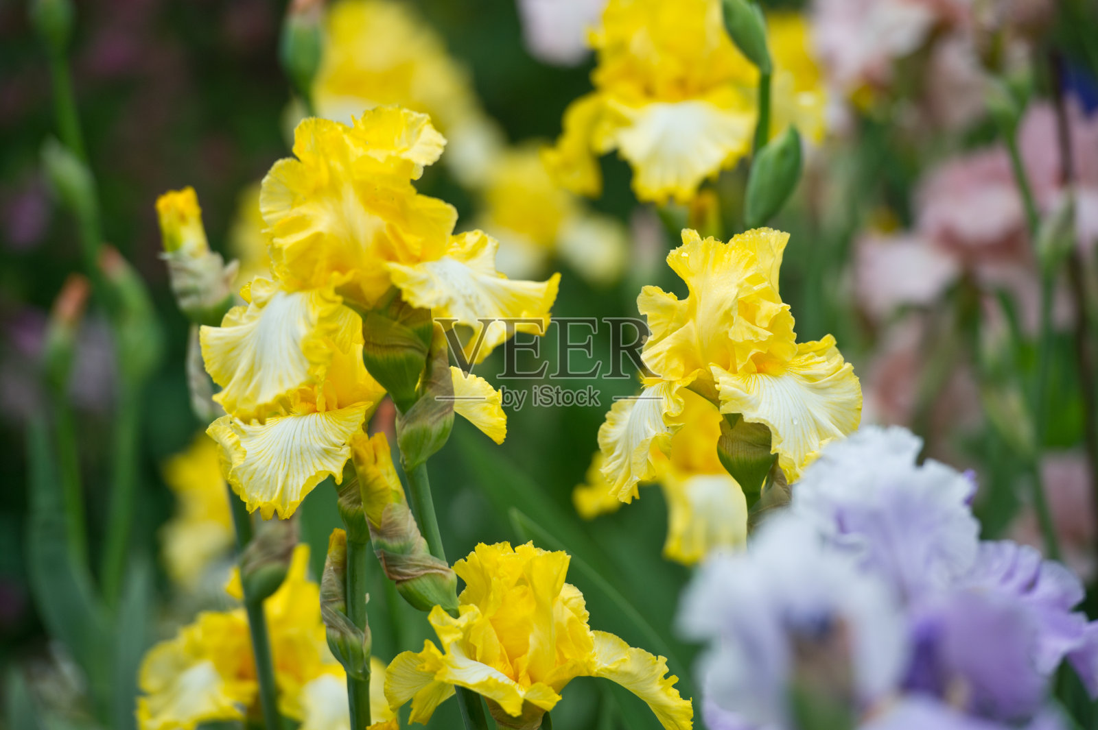 五彩缤纷的蝴蝶花园，多年生花园。园艺。有胡子的虹膜照片摄影图片