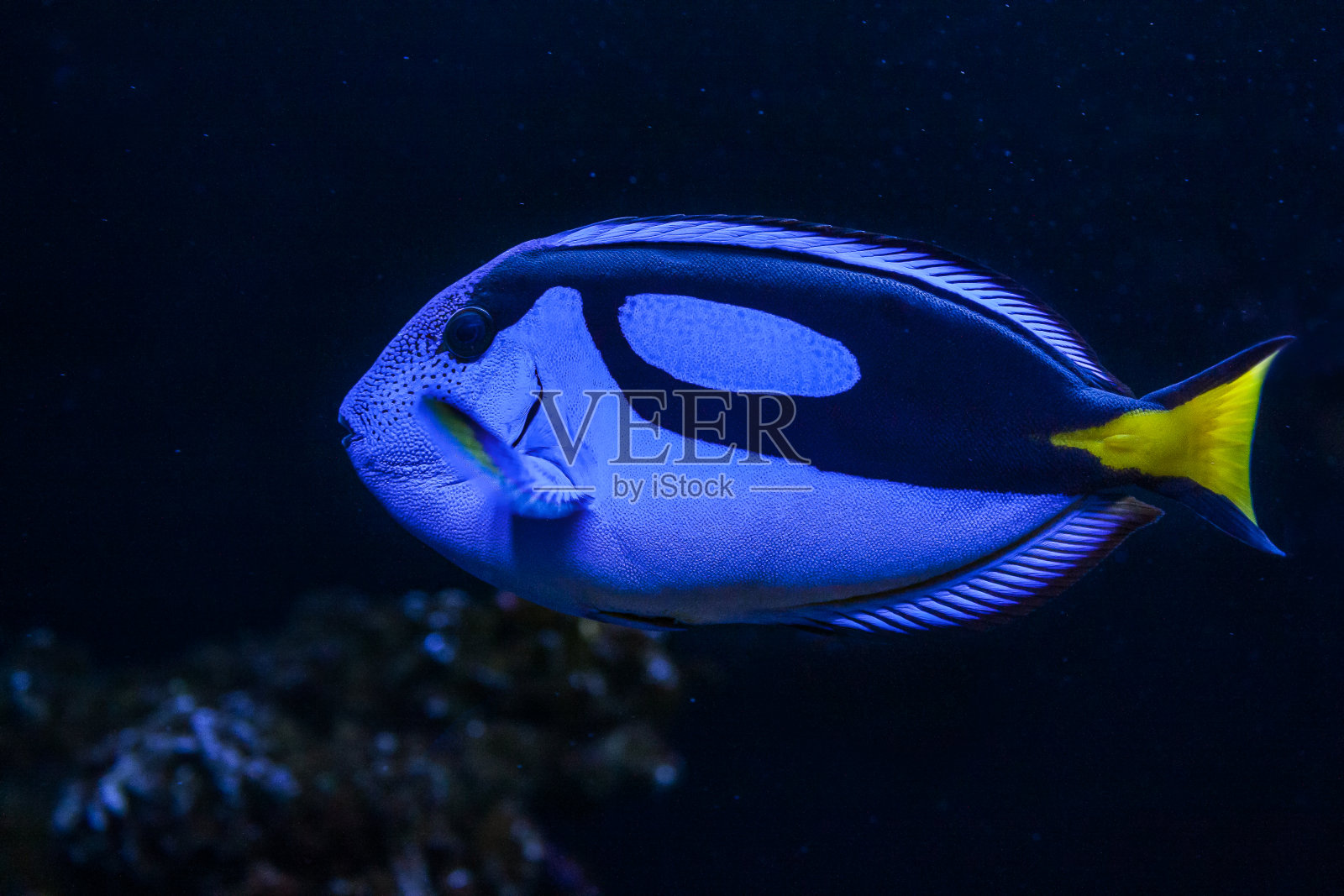 蓝色的特写照片摄影图片