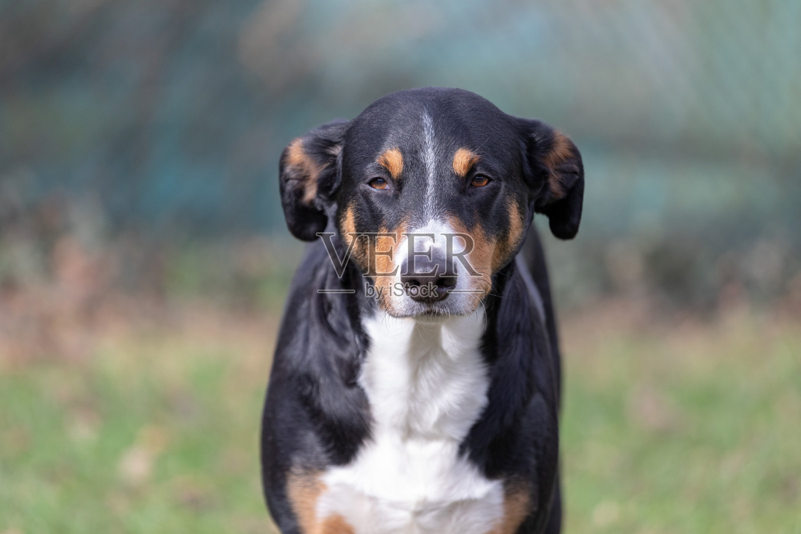 春天的时候，狗站在公园里照片摄影图片
