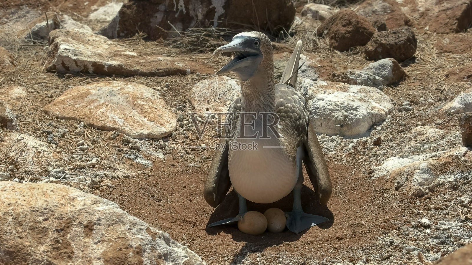 厄瓜多尔加拉戈斯群岛上的蓝脚鲣鸟在孵两个蛋照片摄影图片