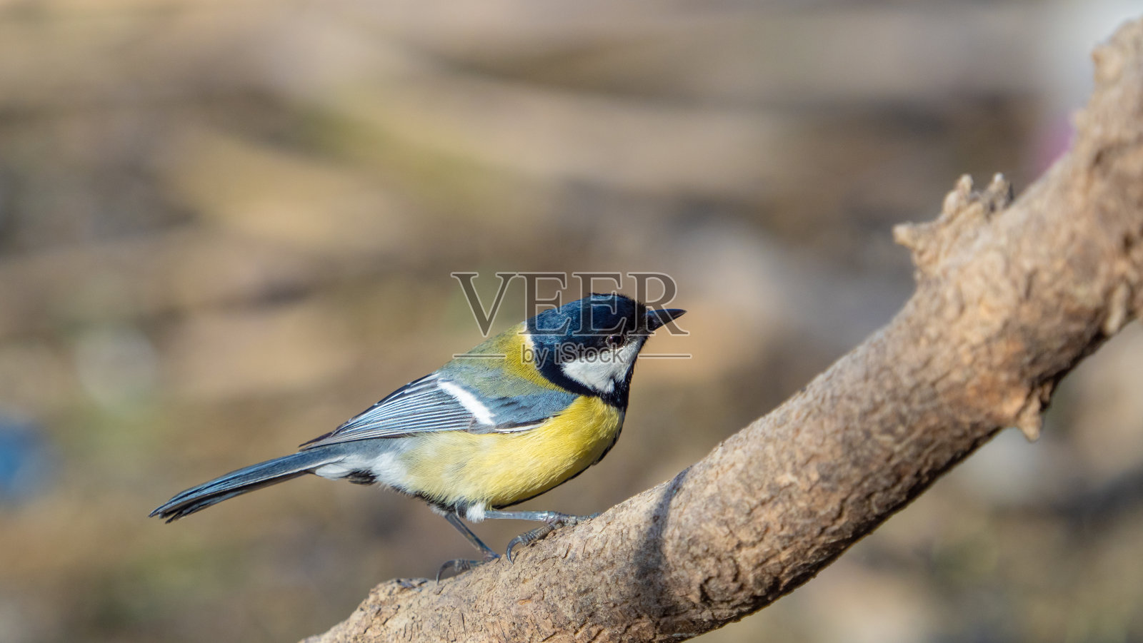 大山雀的鸟的细节视图，Parus Major照片摄影图片