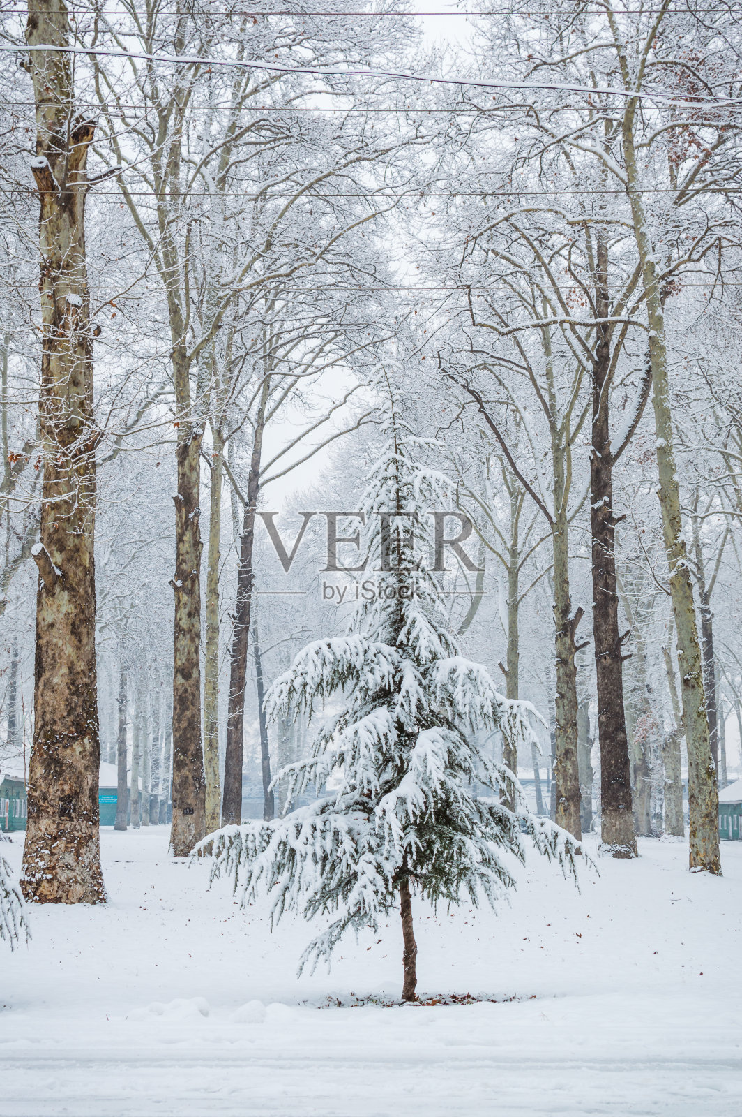 在克什米尔的森林里，一棵小松树和其他高大的枫树在一起照片摄影图片