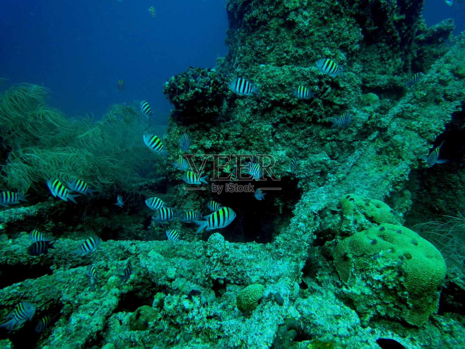 人工礁照片摄影图片