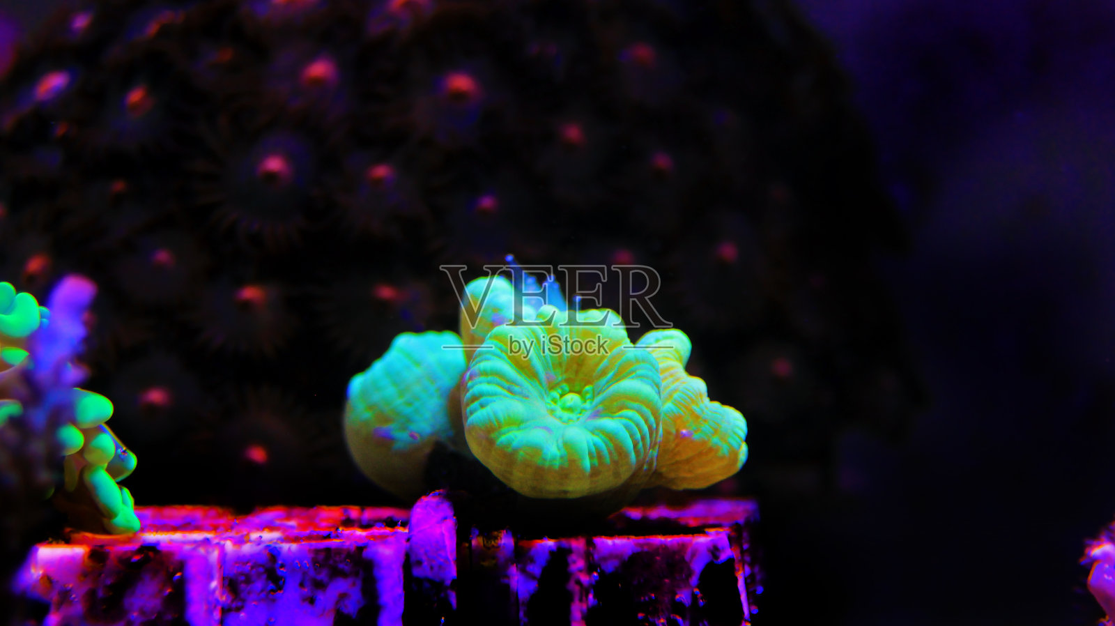 礁藻喇叭长水螅形石珊瑚在暗礁水族馆照片摄影图片