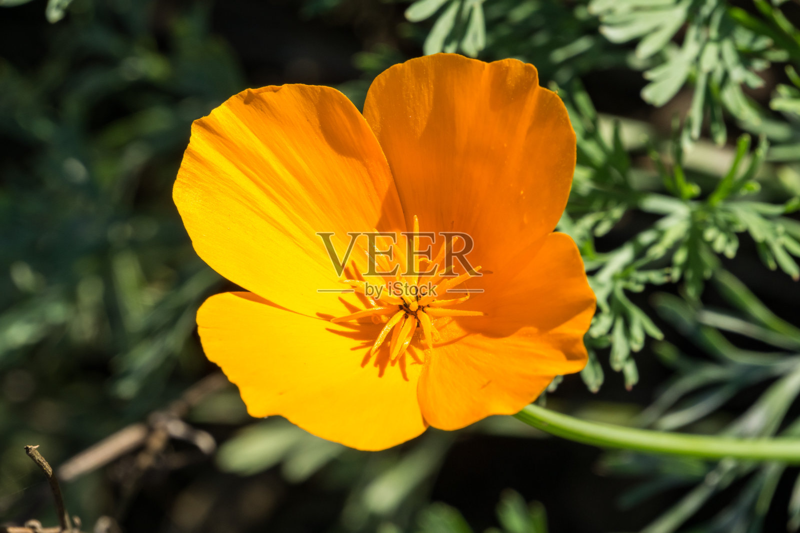 加利福尼亚罂粟(Eschscholzia California)特写照片摄影图片