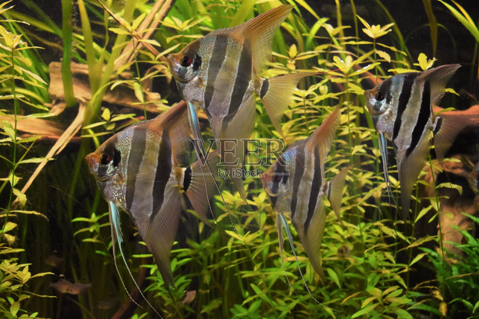 群旗鱼照片摄影图片