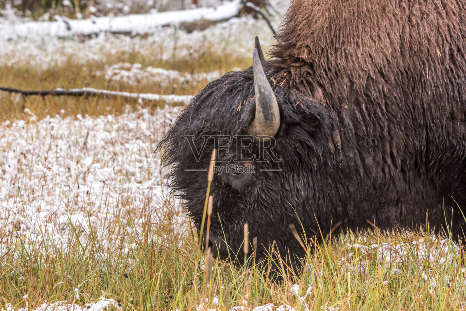 黄石野牛照片摄影图片