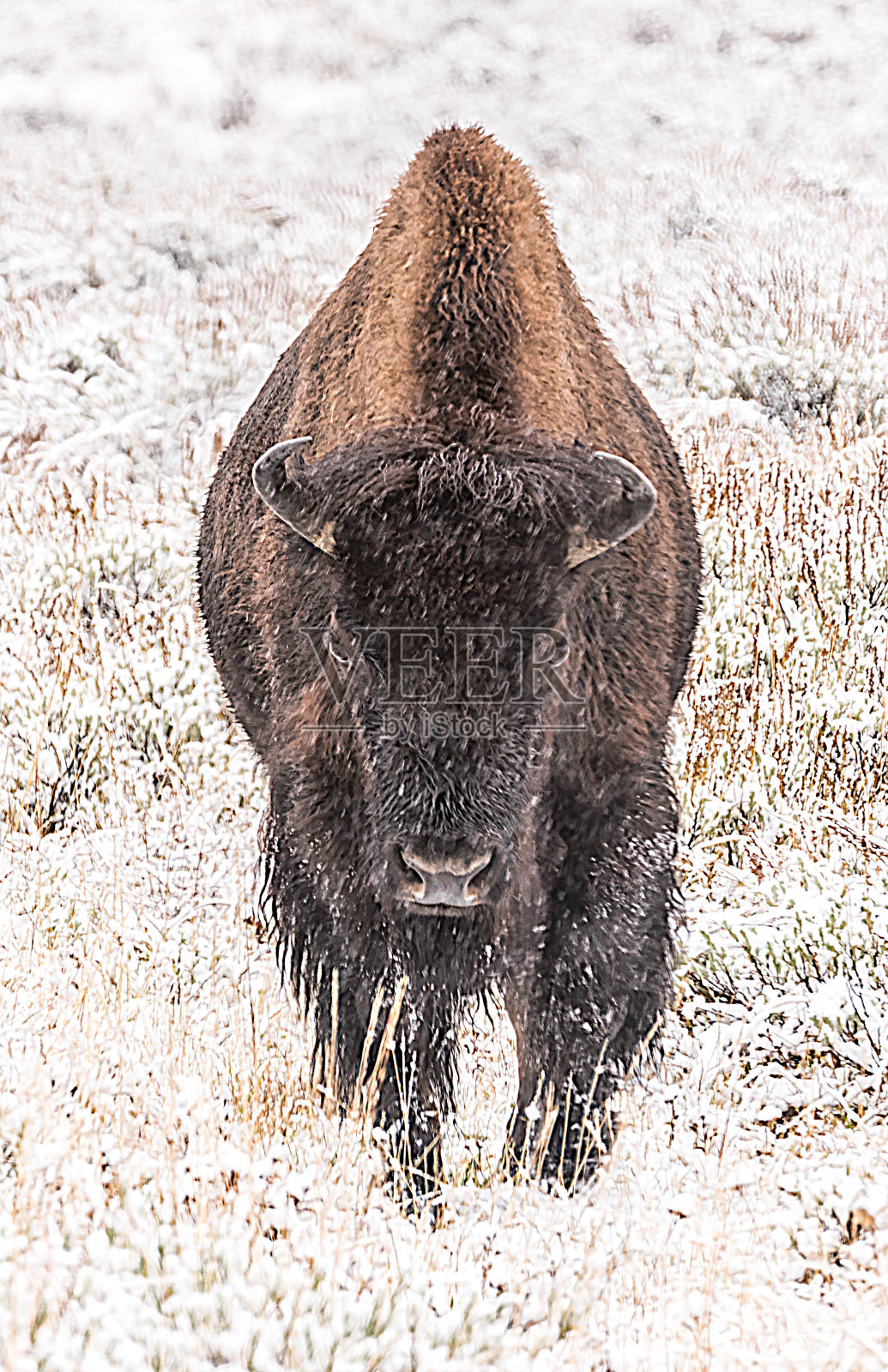 黄石野牛照片摄影图片