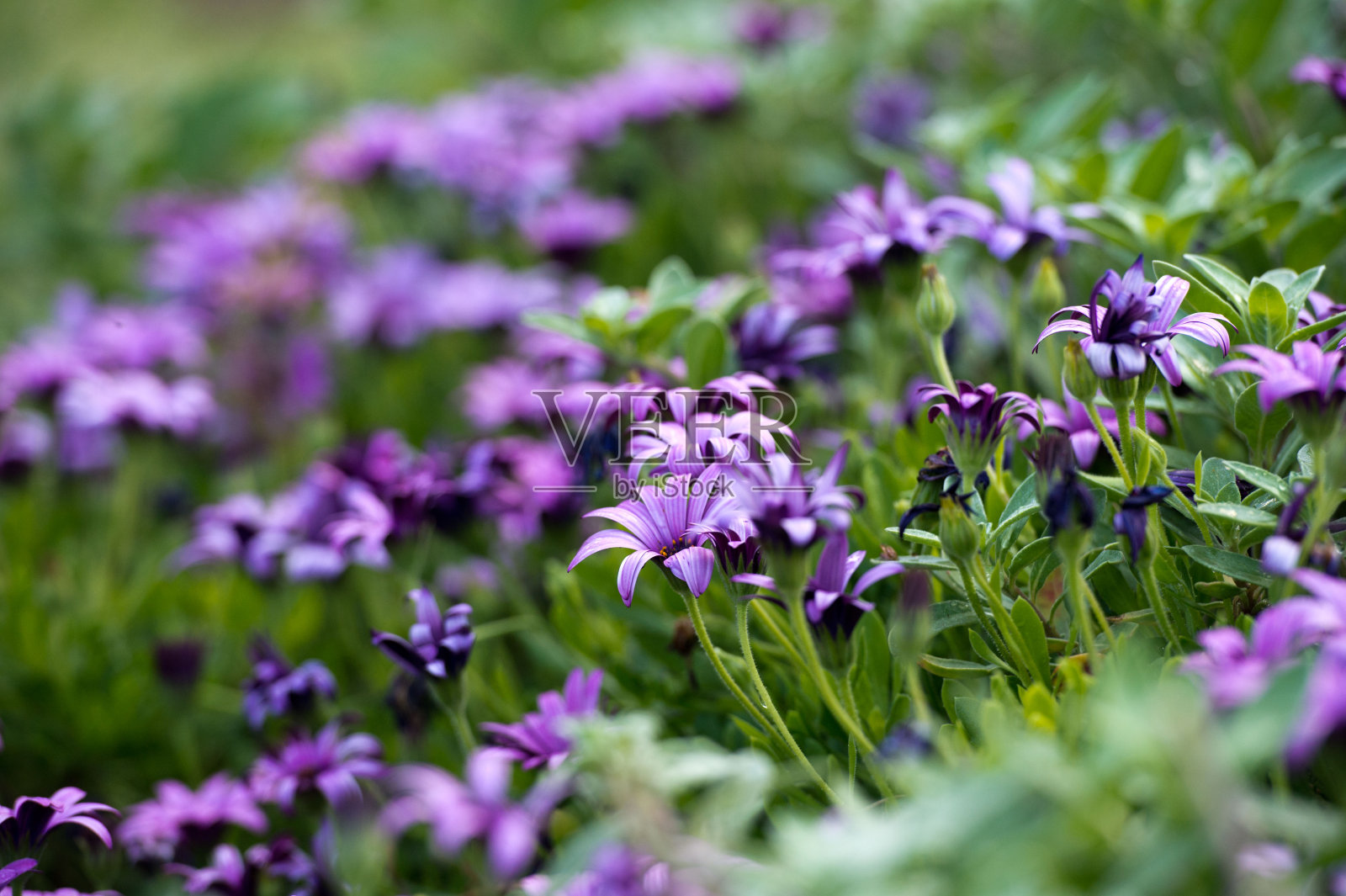 花园里有紫罗兰花。春天的时间。照片摄影图片