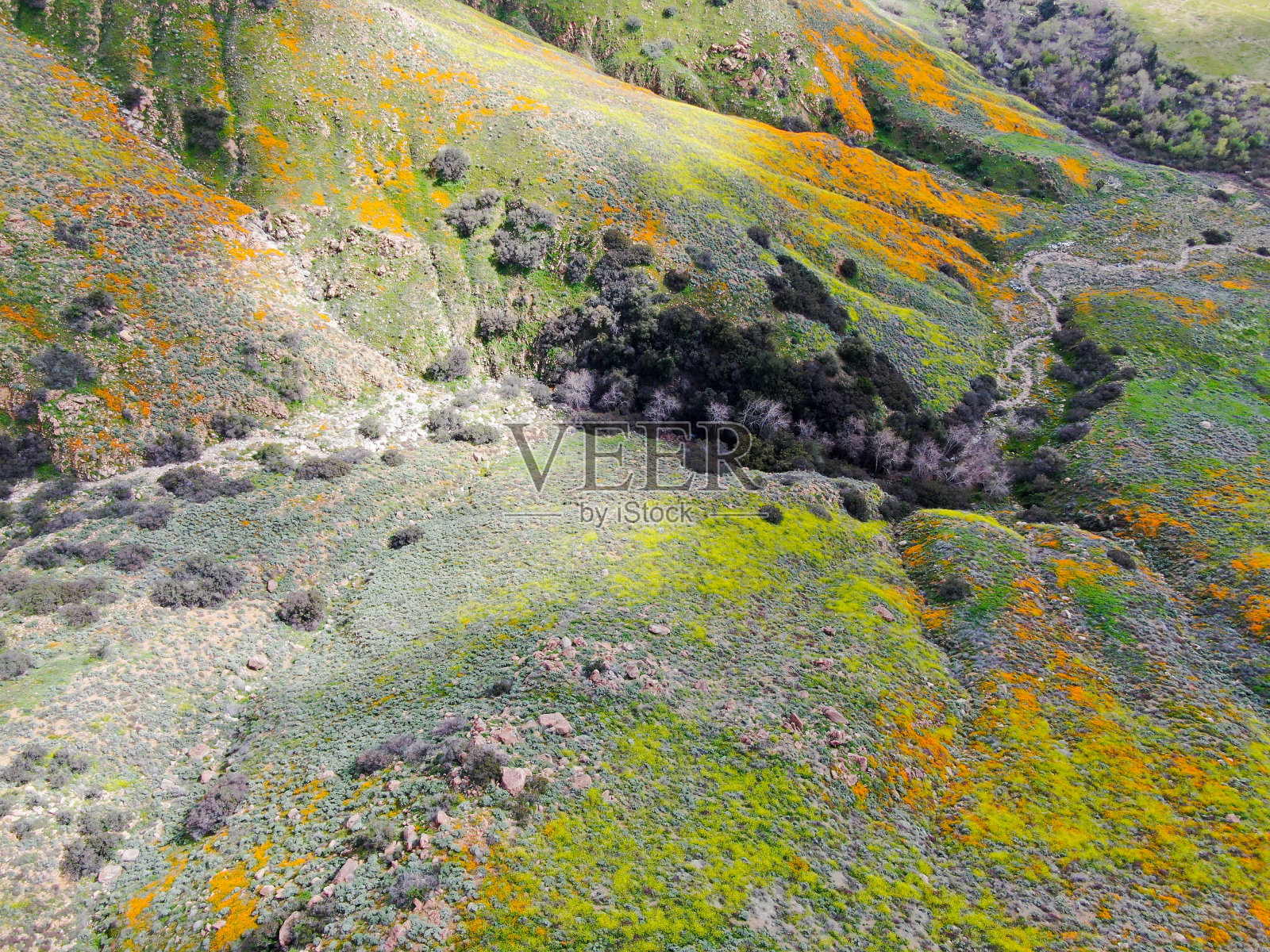 鸟瞰图的山与加利福尼亚的金罂粟和金矿盛开在沃克峡谷，湖埃尔西诺，美国加利福尼亚州。照片摄影图片