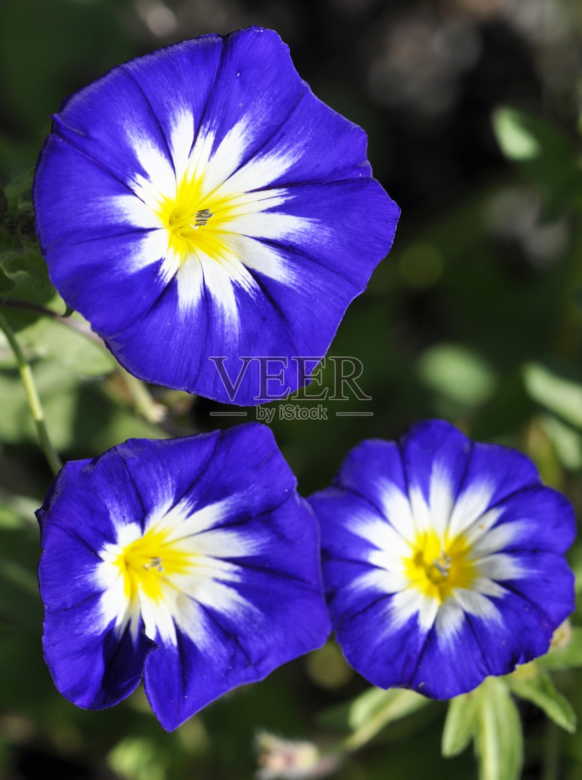 旋花植物三色照片摄影图片