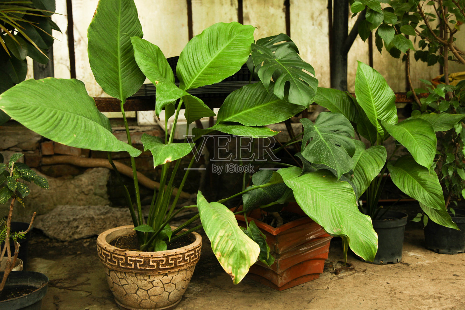 在温室中种植落叶植物照片摄影图片