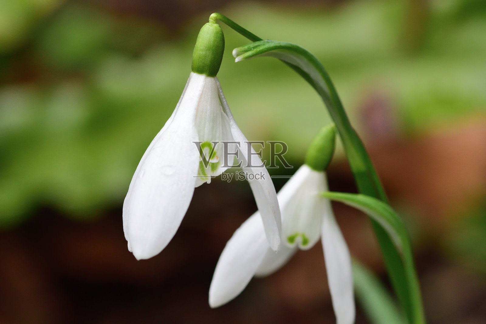雪花莲(雪花莲)照片摄影图片
