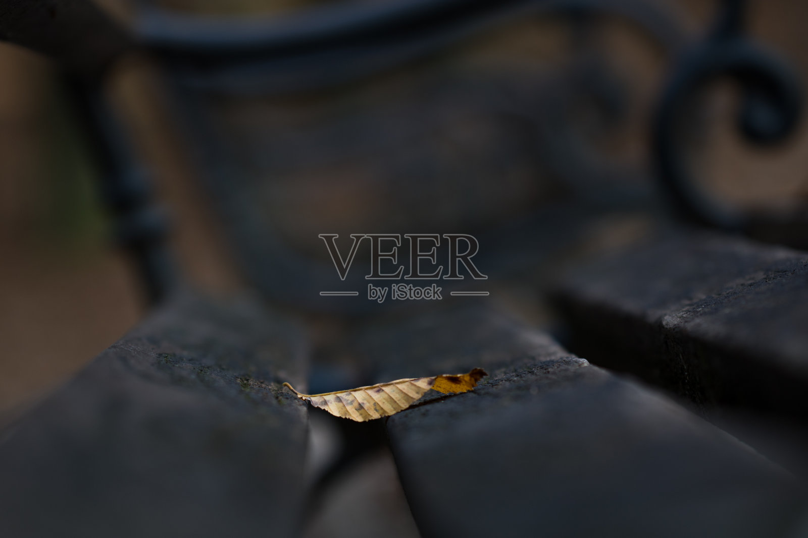 叶子在长凳上照片摄影图片