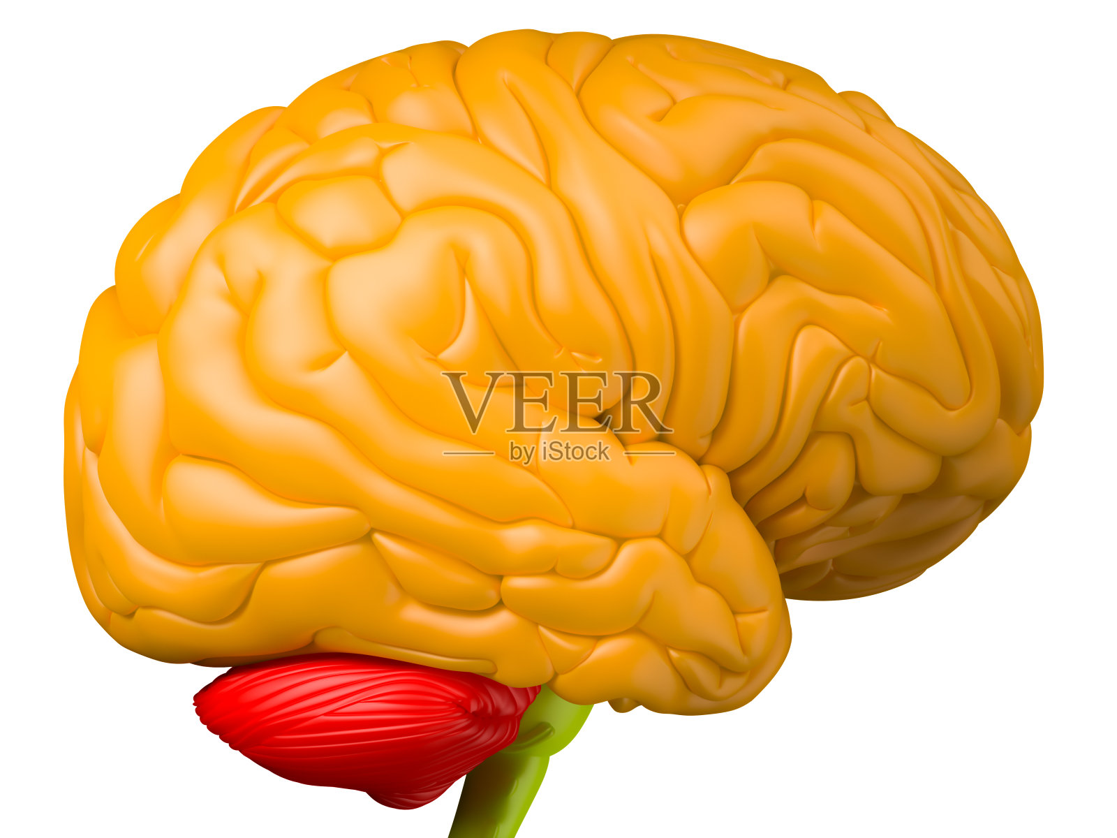 大脑侧面照片摄影图片
