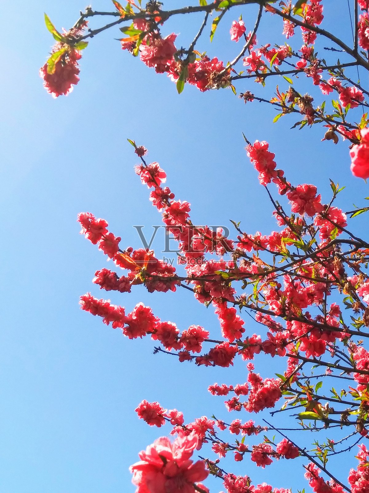 红色的樱花-美丽的春天加利福尼亚-美丽的大自然照片摄影图片
