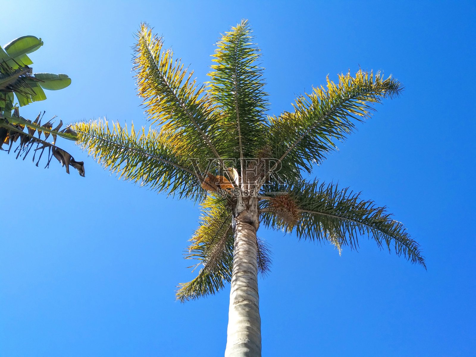 一棵棕榈树挺立在美丽的蓝天——加州的夏天照片摄影图片